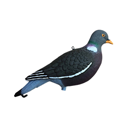 Formes pigeon