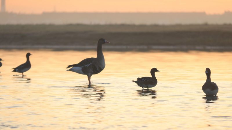 Accessoires pour appelant Duck Hunter