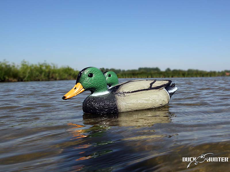 Forme colvert Duck Hunter