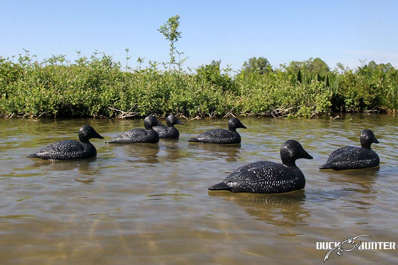 Blette eider Duck Hunter