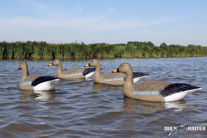 blette-oie-cendree-duck-hunter