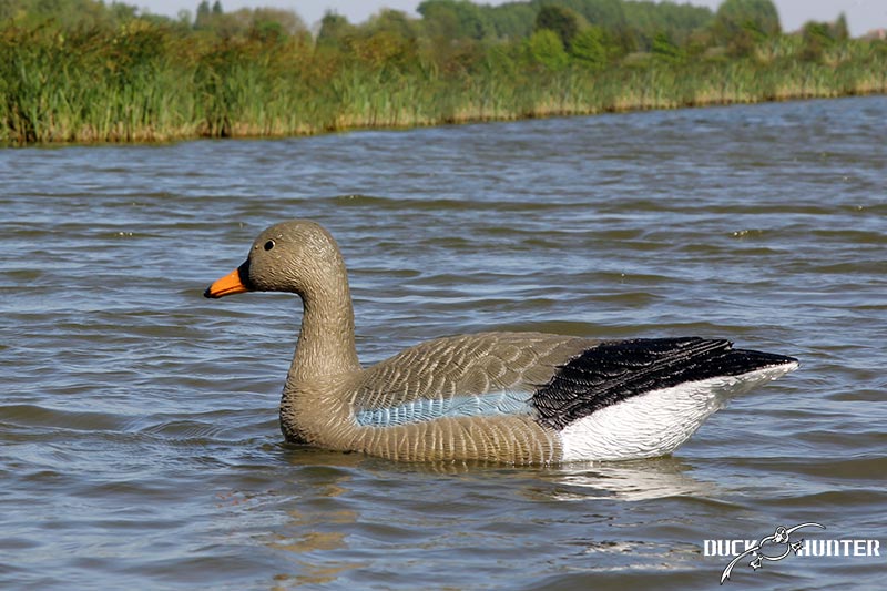 blette-oie-cendree-duck-hunter