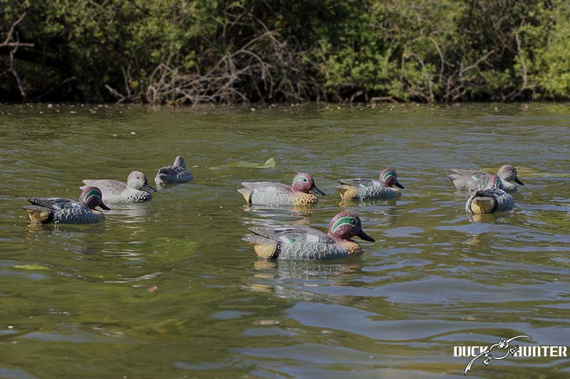 Blettes de sarcelle Duck Hunter