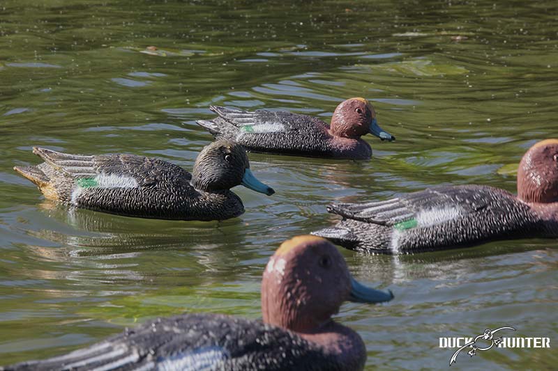 blette siffleur Duck Hunter