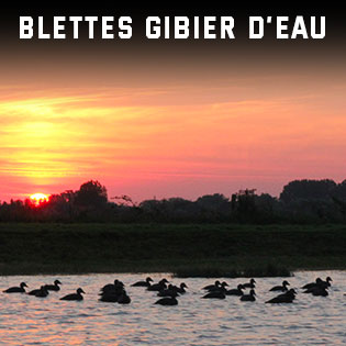 blettes de canards, oies et limicoles