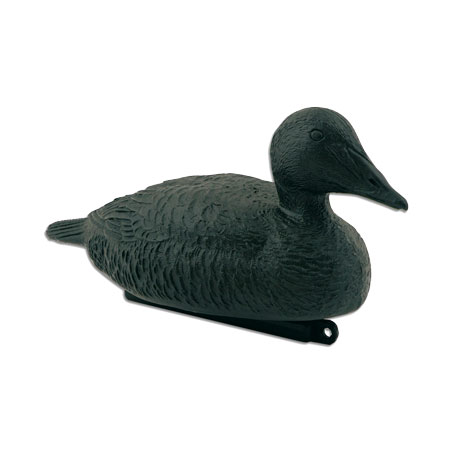 Forme d’eider noir