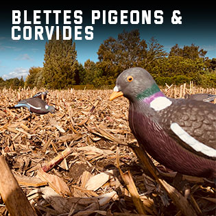 blettes de pigeon et corbeaux